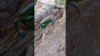 🪲 STUNNING GREEN BEETLE For Everyone Who Likes Bugs Natures Shiny Insect 🌟 shorts beetle [upl. by Aynat]