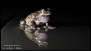 Telling apart Gray Treefrogs Hyla chrysoscelis amp Hyla versicolor [upl. by Eadith]