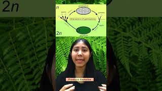 Alternation Of Generation In Plants  Definition Life Cycle amp Diagram  Biology Class11Adhyayanta [upl. by Anitsyrhk]