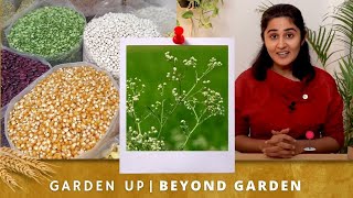 The Gajar Ghaas Problem I Beyond Garden Episode 1 [upl. by Thurman609]