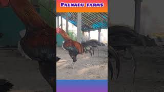 Top quality roosterschickenbreeds kodipinjulusaleskukkutasasthramaseelmurga colourupdate [upl. by Dian]