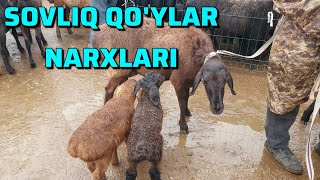 OLMALIQ MOL BOZORI ONA BOLA  EGIZCHI BUGOZ SOVLIQ QOYLAR NARXLARI [upl. by Nesbitt]