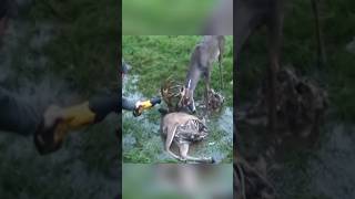 Rescue of swamp 🦌 deer 😍 l animal rescue shorts animals animalrescue [upl. by Laryssa397]