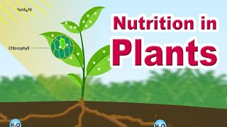 Nutrition in plants  Autotrophic Nutrition  Photosynthesis  Home Revise [upl. by Ayyidas343]