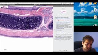 Histology of the Respiratory System part 1 [upl. by Lidstone]