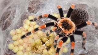 Mother Tarantula Spider Laying To 50 2000 Eggs [upl. by Winola]