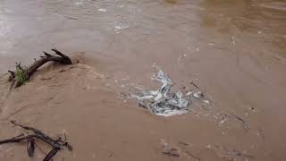 tenbury in flood [upl. by Megen]