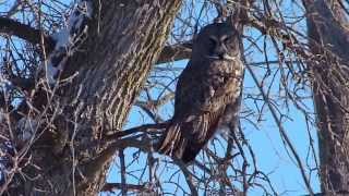 Great Gray Owl Breezy Point Road  Selkirk Manitoba [upl. by Kcirdaed]