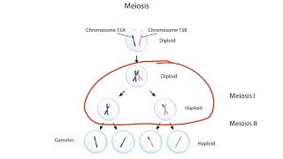 Imprinting and Uniparental Disomy for the USMLE Step 1 [upl. by Anaira]