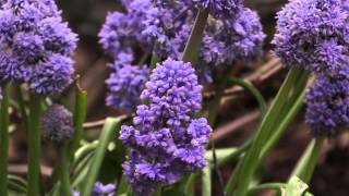 Muscari armeniacum  Traubenhyazinthe Grape Hyacinth [upl. by Feltie]