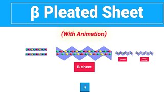 Beta Sheet Animation [upl. by Howes]