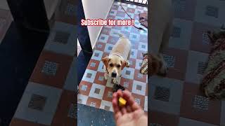 Lab puppy catch training training lab dog shorts short dog viral [upl. by Aleak]