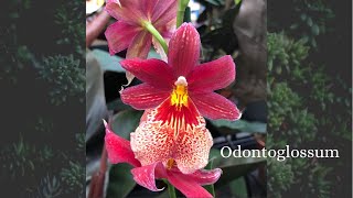 My fragrant Odontoglossum🧡 [upl. by Drida761]