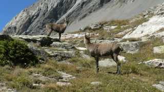 Vanoise  Termignon  Col de la Vanoise [upl. by Aloz371]