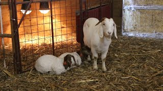 AgweekTV Livestock Tour  Twisted E Show Goats [upl. by Naniac]