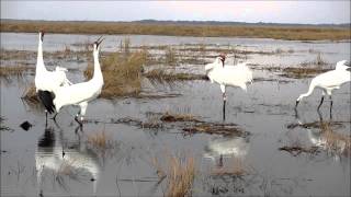 Whooping Crane Pairs [upl. by Verity]