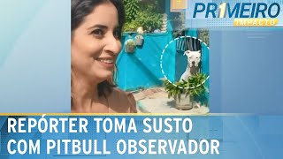 Repórter leva susto ao descobrir pitbull parado e observando gravação  Primeiro Impacto 110424 [upl. by Ssor]