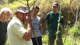 637  – 2°  O QUE NÃO SE DEVE FAZER NAS PODAS DAS FRUTÍFERAS – SABAÚNA – MOGI DAS CRUZES  SP 15a [upl. by Chiang223]