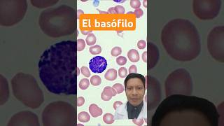 Conoce al basófilo ATLAS de hematología [upl. by Wilinski290]