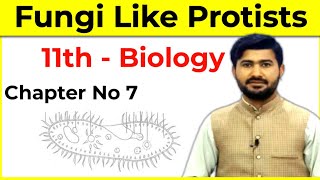 77 Fungilike Protists Slime Molds Myxomycota and Water Molds Oomycota  FSC Biology Class 11 [upl. by Nnanerak]
