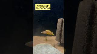 Leleupi Tanganyikan Cichlids in stock aquariumhobby fishaquarium aquariumfish fishtanktour fish [upl. by Sakram]