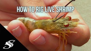 How to Rig Live Shrimp for Fishing  Most Effective Technique [upl. by Noman934]