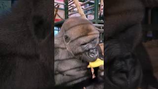 Gorillas arent very fussy eaters and dont leave much food waste gorilla eating banana asmr [upl. by Hambley]