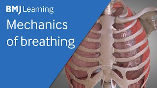 Basics of ventilation Mechanics of breathing  BMJ Learning [upl. by Enois]