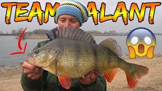 BIGGEST PERCH FOR REAL  275 kg  Team Galant [upl. by Sofer]