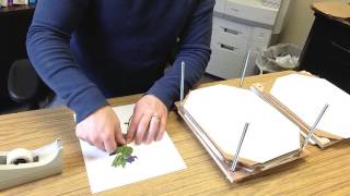 How to Make a Simple Herbarium Mount [upl. by Past]