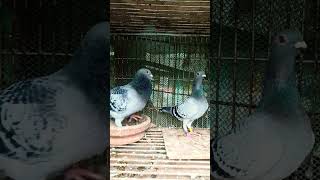 Blue 💙 music pigeon arabic kabootar [upl. by Anidem]