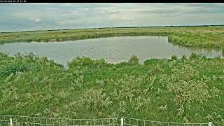 Attwater Prairie Chicken NWR Live Stream [upl. by Okimuy]