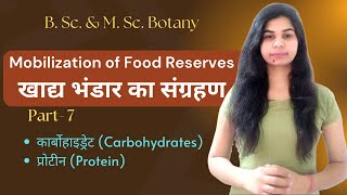 Mobilization of Food Reserves  Carbohydrates  Proteins  B Sc amp M Sc Botany  हिंदी में [upl. by Roxana]