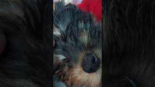 sleepingbaby yorkipoo babypuppy [upl. by Natlus]