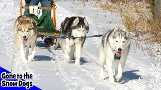 HAPPY HUSKIES Dog Sledding in the Snow [upl. by Anik]