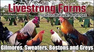 Lets Visit The Farm Of Livestrong Gamefarm [upl. by Endor429]