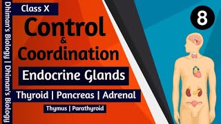 Control amp Coordination  L8  Endocrine Glands  Thyroid  PTH  Pancreas  Adrenal  Thymus  10 [upl. by Lucier]