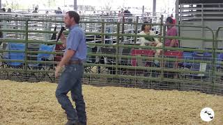 2024 Alachua County Youth Fair amp Livestock ShowSaturday Afternoon [upl. by Adirf202]