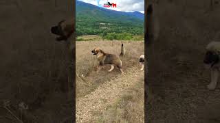 Caucasian Shepherd in the beautiful mountains of North Macedonia 🇲🇰 dog dogs pet pets [upl. by Amliv996]