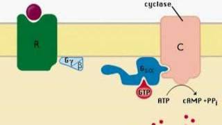 intracellular signaling [upl. by Aisac]