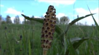 Field Horsetail  Common horsetail Equisetum arvense  20140422 [upl. by Ronnica727]