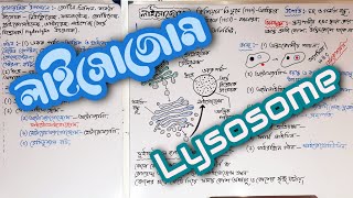 Lysosome Structure Function Types in Bengali  লাইসোজোম লাইসোজোমের গঠন কাজ প্রকারভেদ [upl. by Schulze]