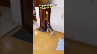 ⚠️ Smart dogs humanlike behavior🤯 dog smart shorts [upl. by Aicilic]