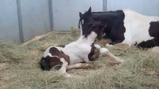 Gypsy Horse foal first steps  Teagan [upl. by Apilef]