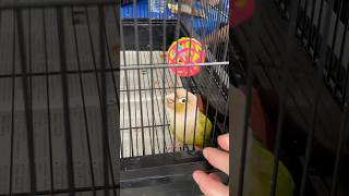 Meeting Dancing Conure Angus McBangus at Parrot Stars Summer Festival [upl. by Rosette]