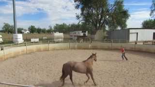 Clinton Anderson Round Penning [upl. by Matilda]