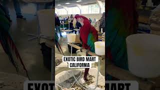 MACAWS AT THE EXOTIC BIRD EXPO 👀👀 [upl. by Nilok]