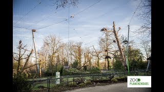 Dating chez les vautours romantisme au ZOO Planckendael [upl. by Ruhl]