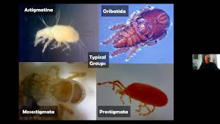 Identifying Mites [upl. by Bradford671]