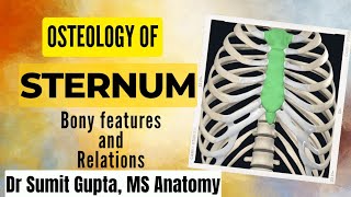 ANATOMY OF STERNUM  Thorax [upl. by Shepard]